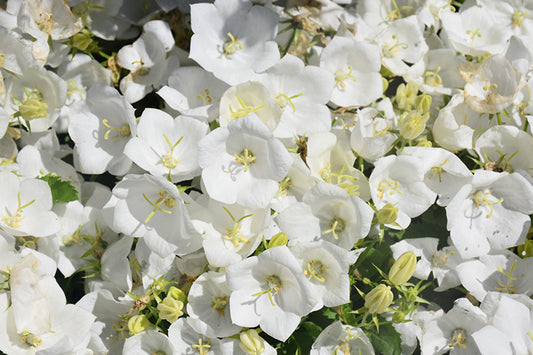 Campanule blanche perlée