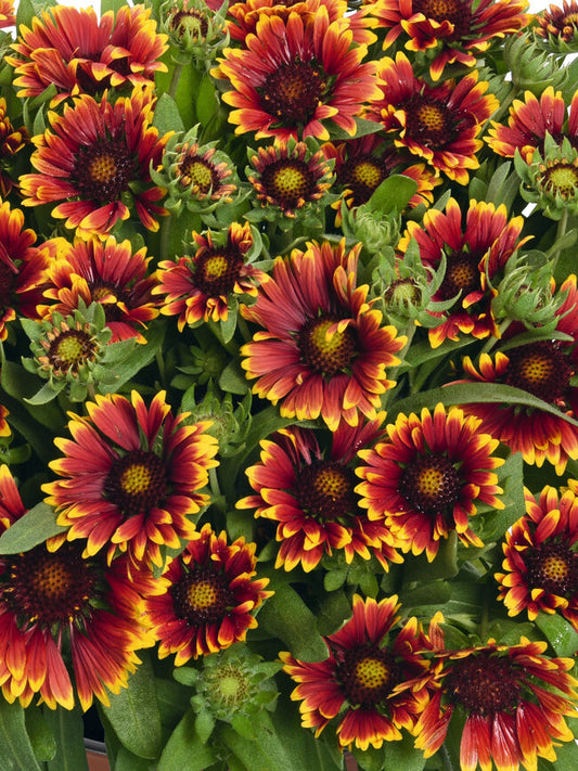 SpinTop Orange Halo Blanket Flower