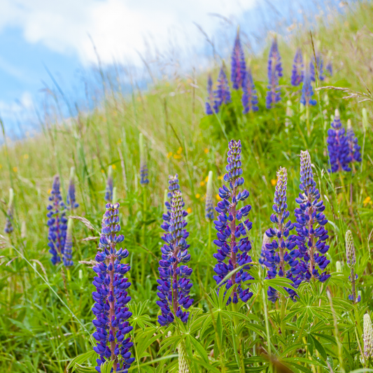 a green feild with dark purple gallery blue lupine flowers in a meadow like setting