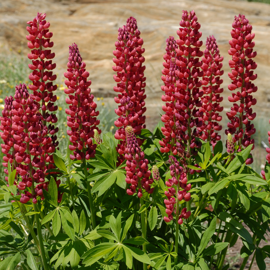 Vibrant gallery red dwarf lupin flower spikes with green palmate leaves growing outdoors against a blurred tan and green natural background.