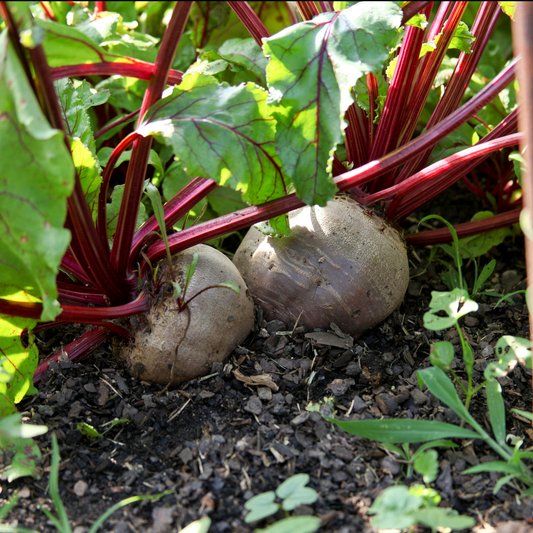 two garden beats with red stems and green leaves growing in an outdoor garden setting