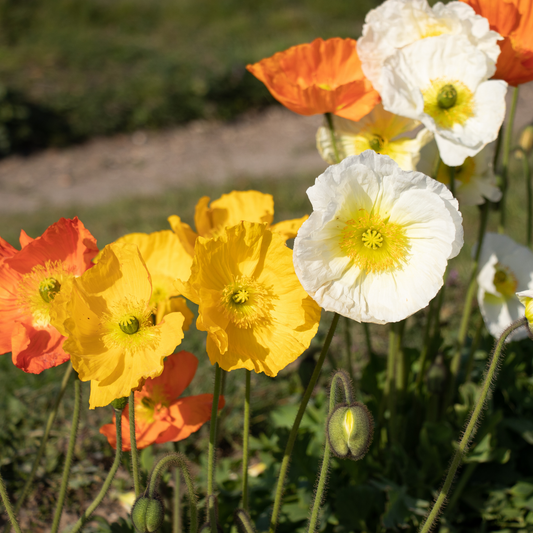 orange yellow and white garden gnome Iceland poppy flowers in an outdoor garden setting