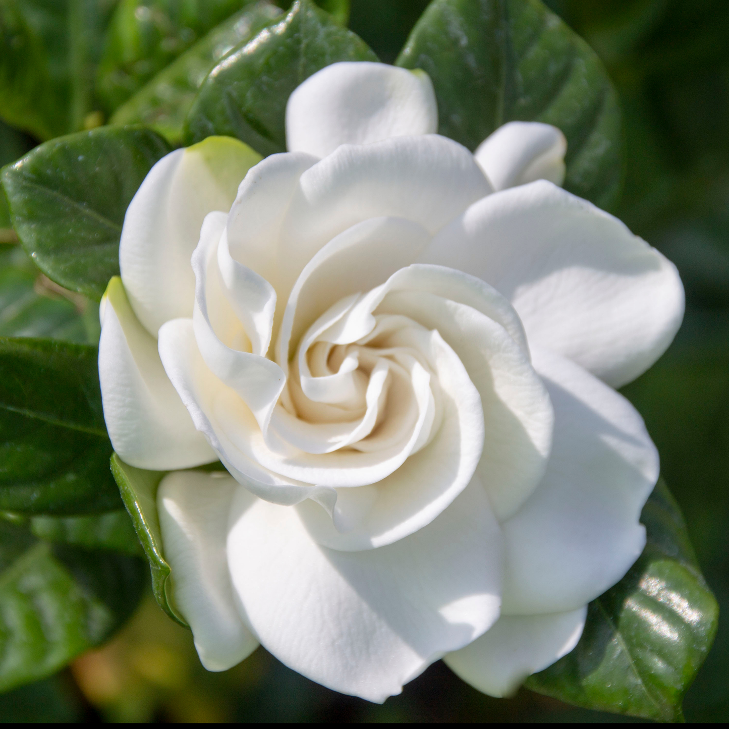 a close up of a bright white gardenia flower with the petals in a swirling formation surrounded by dark green leaves in an outdoor setting