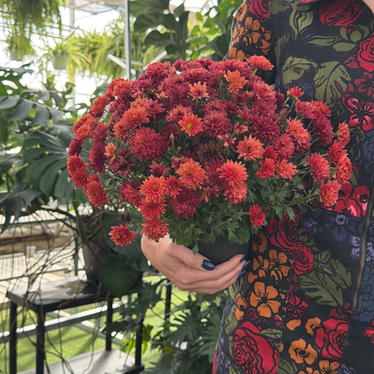 a person in a colourful floral jump suit holding a potted garden mum plant with orange flowers in a greenhouse setting