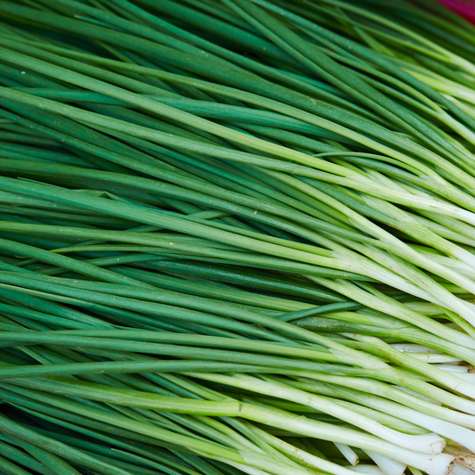 many stocks of bright green garlic chives with white ends covering the entire screen
