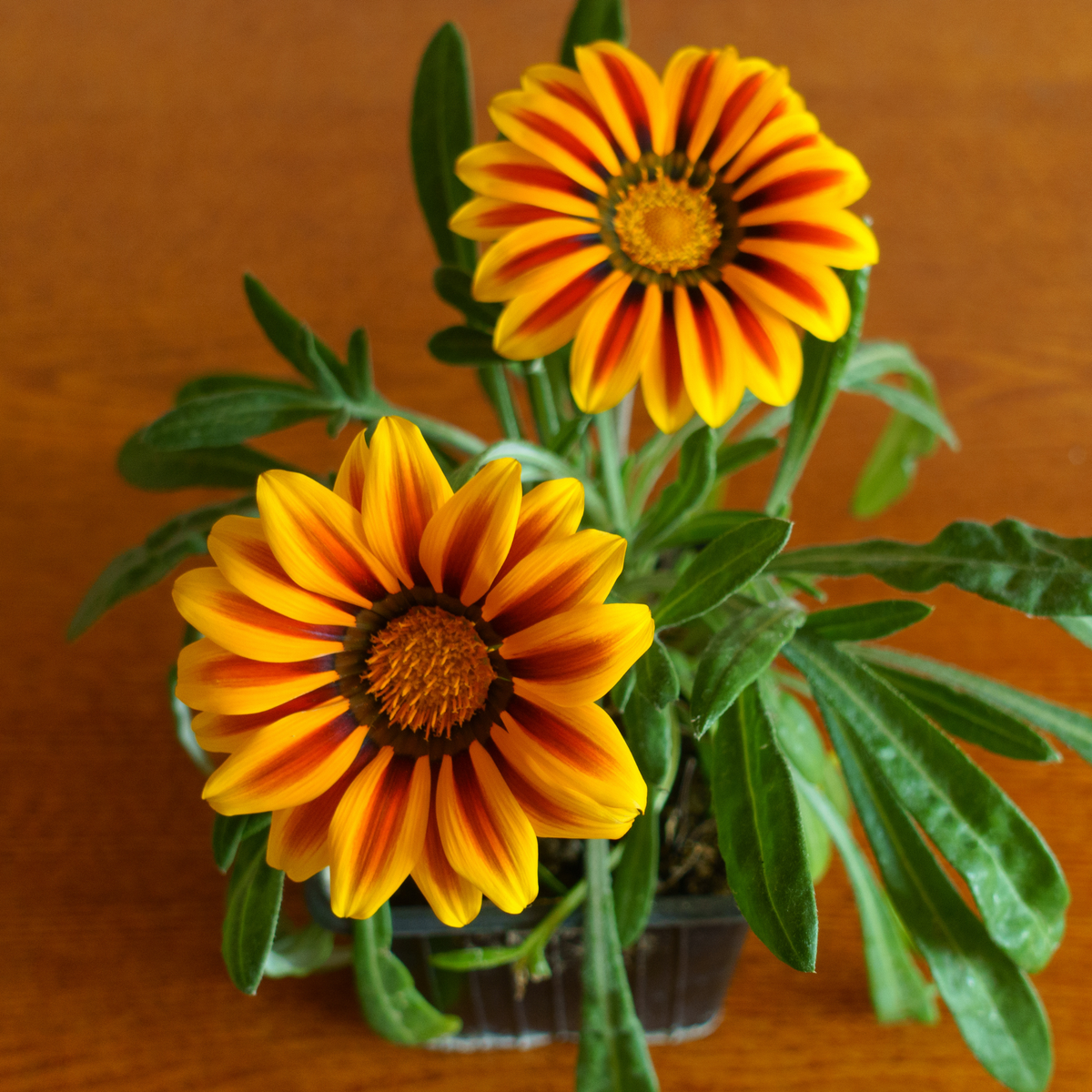 two bright yellow and orange striped gazania big kiss yellow flowers with large yellow centres and long narrow green leaves against a wooden background