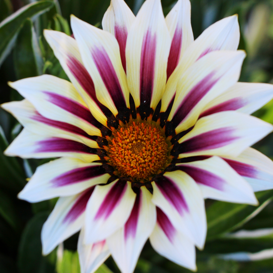 a close up of a white and pink striped gazania kiss white lower with a large orange centre in an outdoor setting