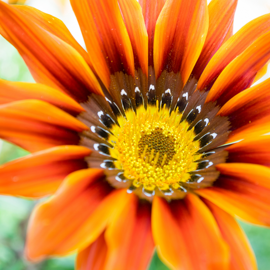 a close up of a bright orange gazania new day bronze shades flower with bright orange petals and a bright yellow centre in an outdoor setting