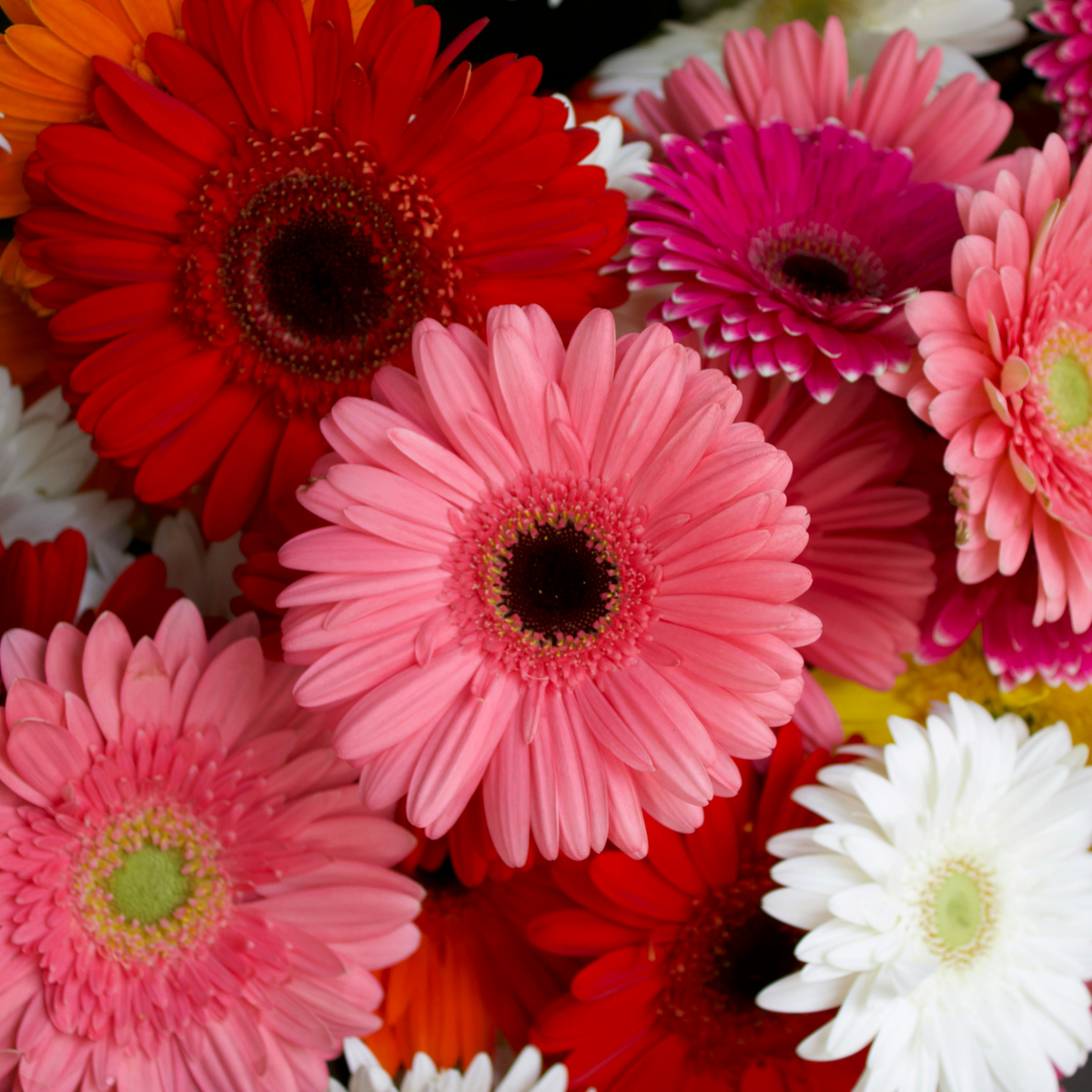 pink red and white gerebera daisies with dark or yellow centres