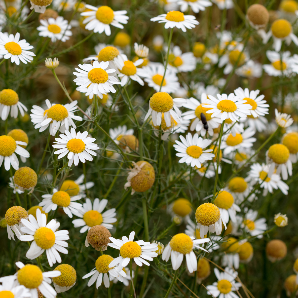 a field of white daisy like German chamomile flowers with white petals and yellow centres in an outdoor setting