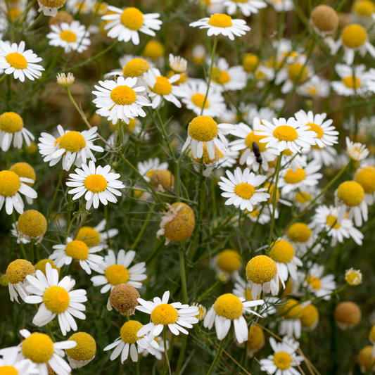 a field of white daisy like German chamomile flowers with white petals and yellow centres in an outdoor setting