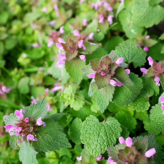 Close-up of a leafy green ghost dead nettle plant with small pink flowers, photographed outdoors with a soft blurred background.