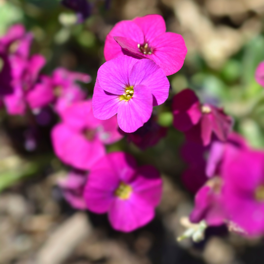 a close up of two bright pink glacier red rock cress flowers with yellow centres and many more flowers blurred in the background