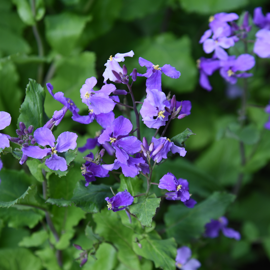 multiple stocks of pale purple glacier violet rock cress flowers with yellow centres and green leaves in an outdoor garden setting