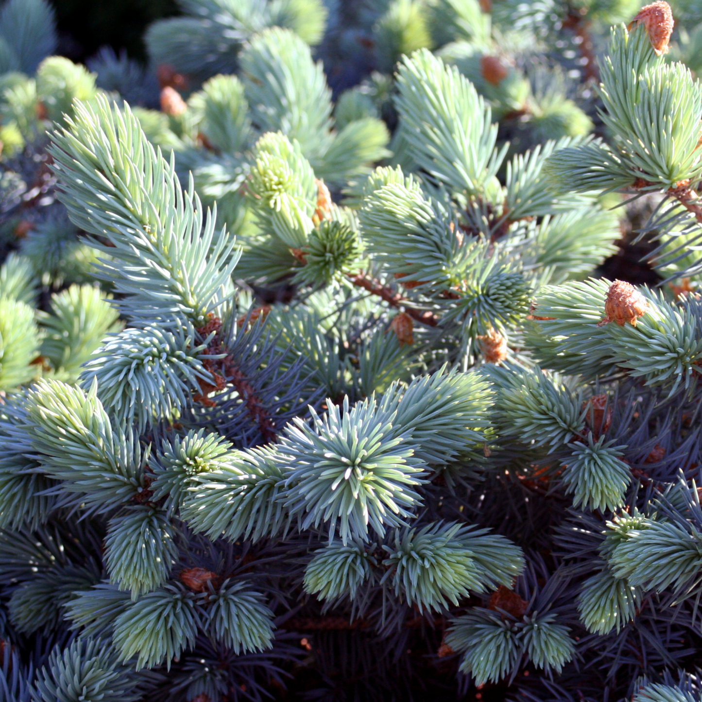 a close up of the pale green branches of a globe blue price outdoor plant