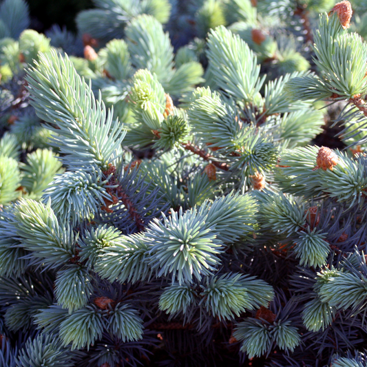 a close up of the pale green branches of a globe blue price outdoor plant