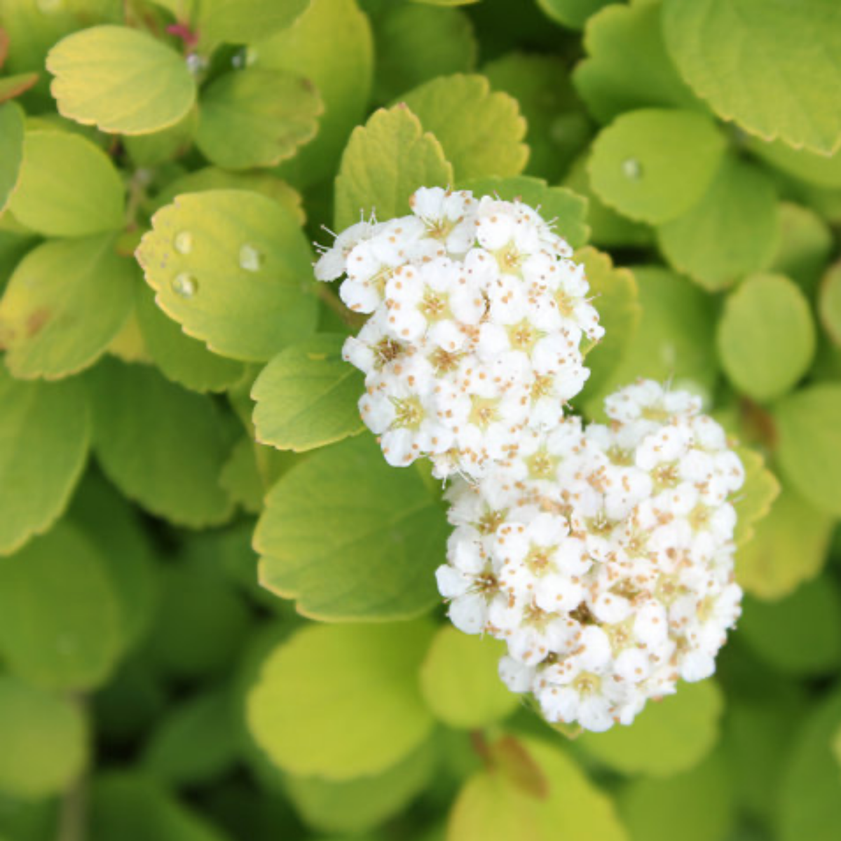 a close up of small white glow girl birch leaf spirea flowers surrounded by bright green leaves filling the entire screen