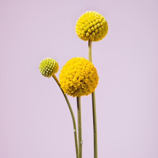 three stocks of gold beauty drumstick flowers with bright yellow rounded tops and slim stems against a pale pink background