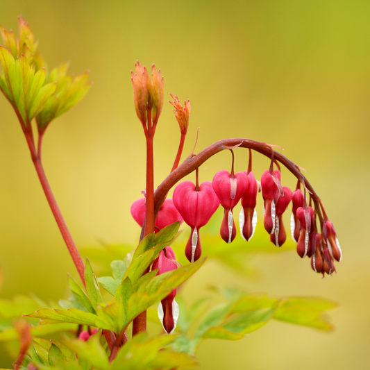 Close-up of a gold bleeding heart plant with bright pink heart-shaped flowers hanging from a curved stem, surrounded by green leaves against a soft yellow-green blurred background.