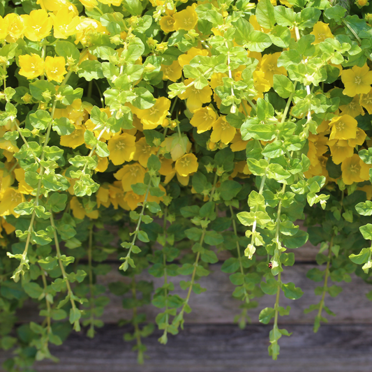 Vibrant yellow flowers and green leaves of a trailing golden creeping Jenny flowering plant cascading over a rustic wooden surface.