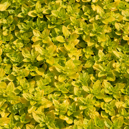 bright yellow and green leaves of golden oregano covering the entire screen