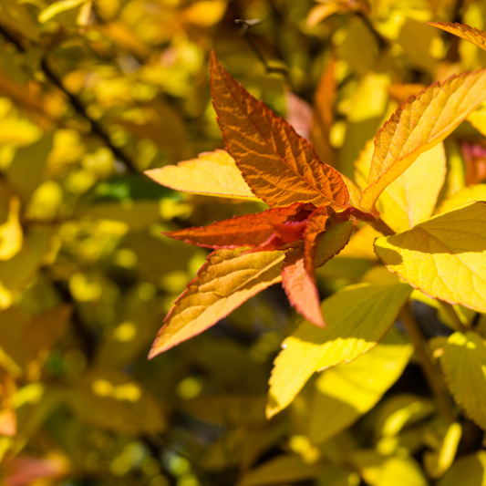 a close up of the bright orange, red and yellow leaves of a gold flame spirea plant with a blurry yellow leafed background