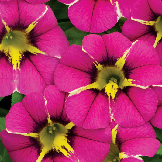 a close up of multiple bright pink good night kiss calibrachoa flower with yellow centres in an outdoor setting