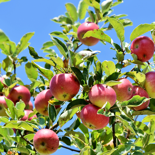 many bright red goodland apples growing on a leafy goodland apple tree with a bright blue sky in the background