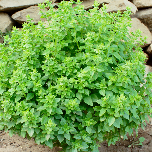 A dense, leafy green greek basil herb plant, growing in soil with a stone wall in the background.