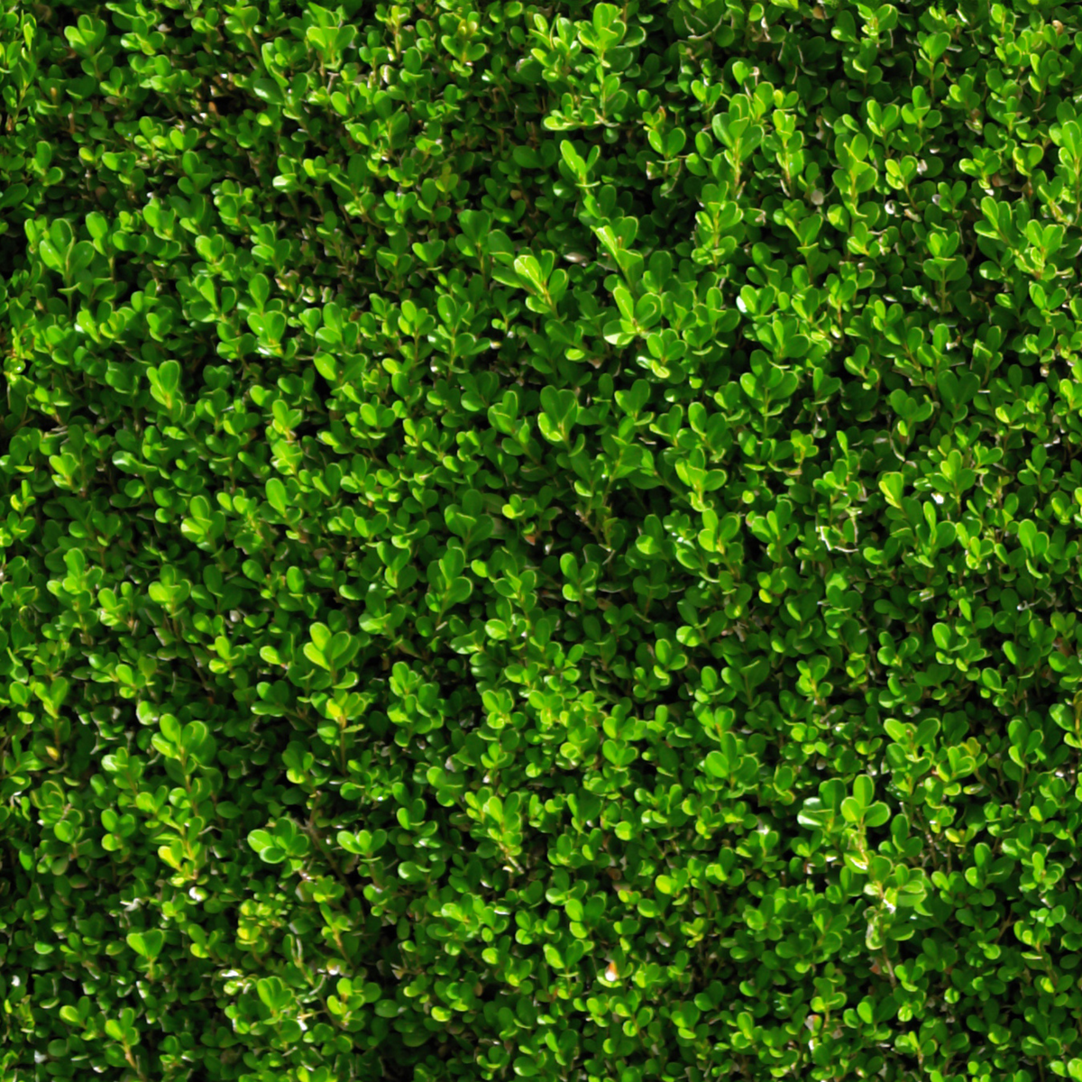 the screen is full of bright green succulent like leaves of a green gem boxwood outdoor plant