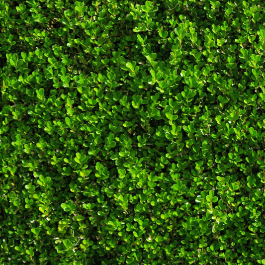 the screen is full of bright green succulent like leaves of a green gem boxwood outdoor plant