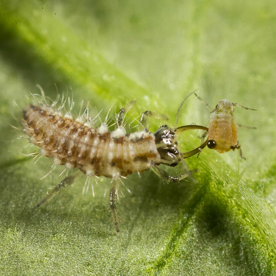 Larva of a lacewing eating an aphid on a green leaf
