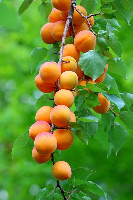 Casino Apricot