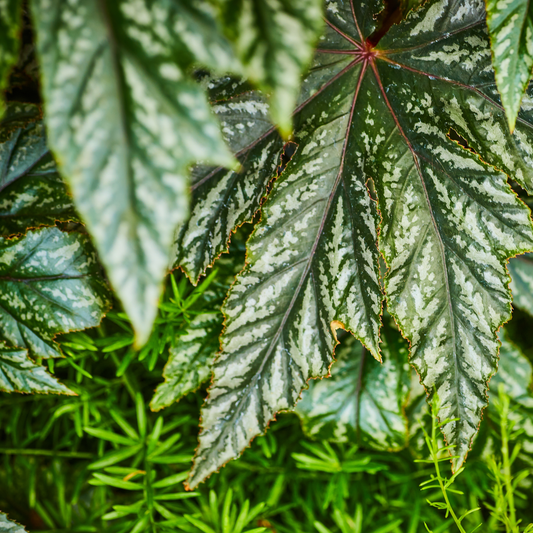 a close up of the green and silver serrated leaves of a gryphon begonia in an outdoor garden setting