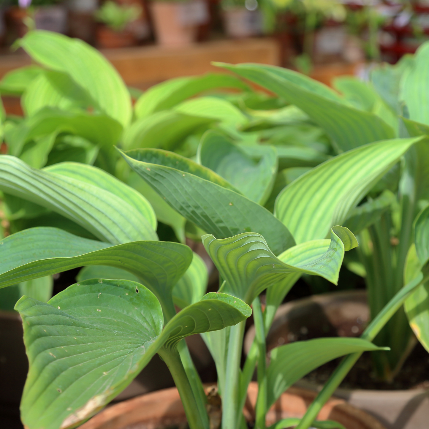 Close-up of a guacamole hosta plant with broad, wavy green leaves in a potted container, photographed in a garden or nursery setting with blurred pots in the background.