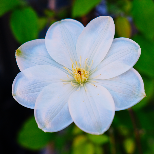 a close up of a white Guernsey cream clematis flower with a yellow centre with a blurred green outdoor setting