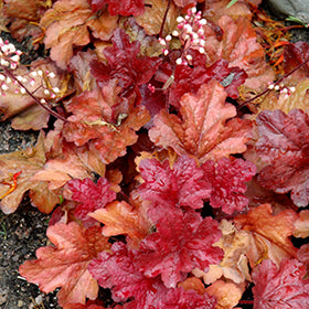 Fire Alarm Coral Bells