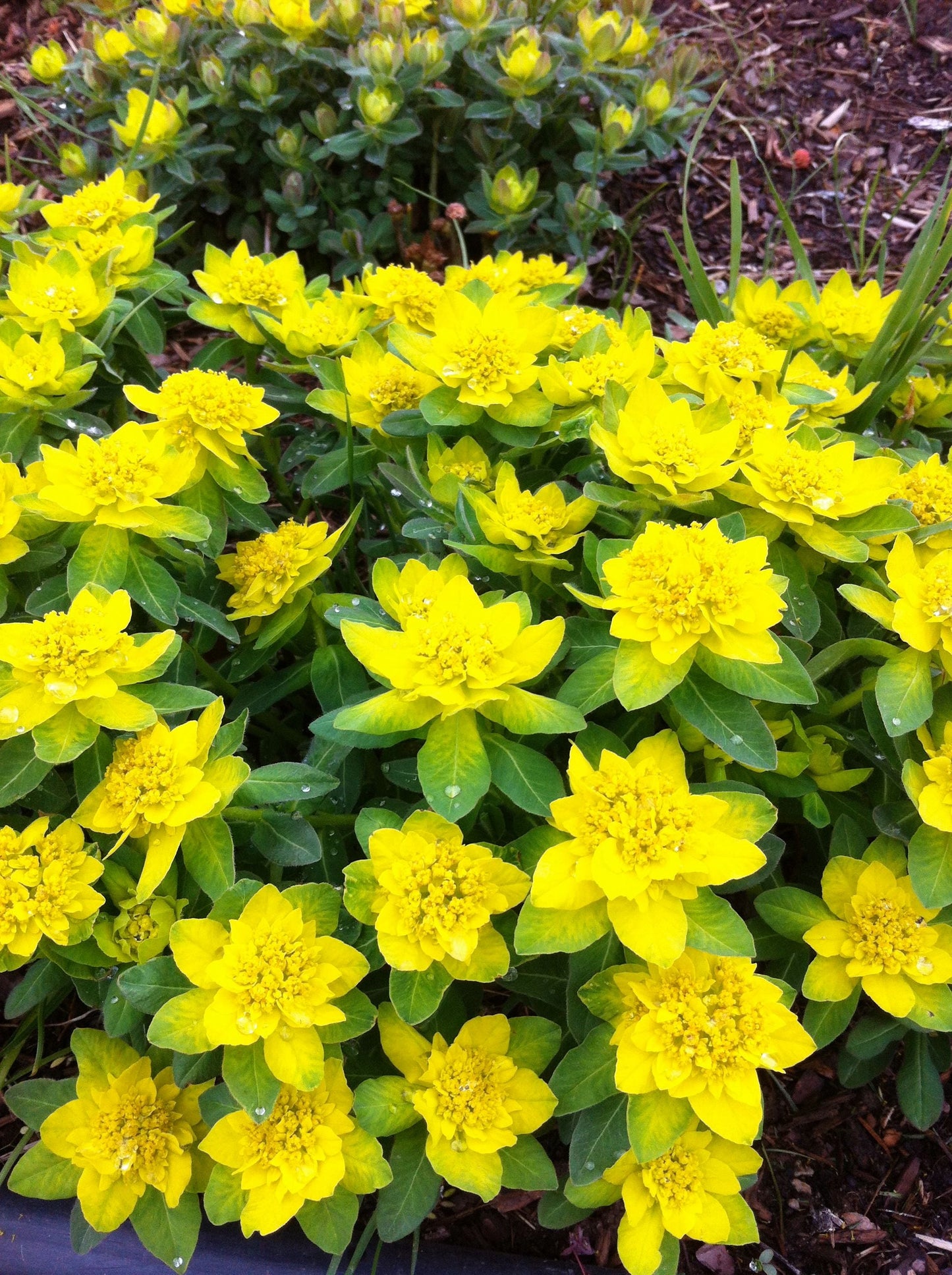 Cushion Spurge