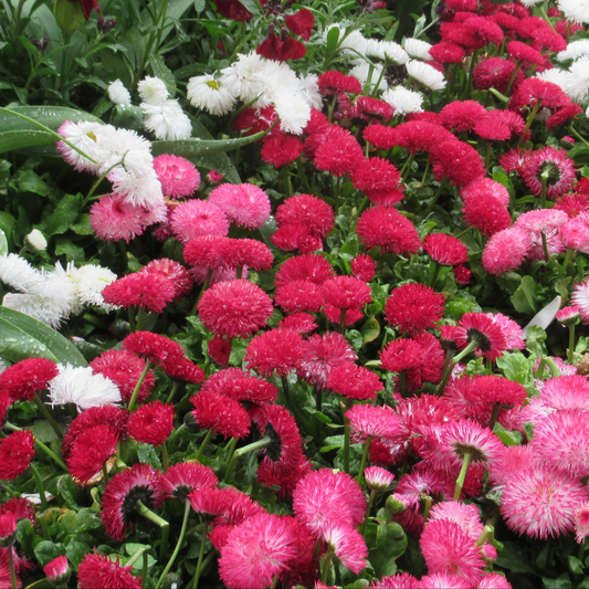 many pink white and red habanera mix English daisies surrounded by green leaves
