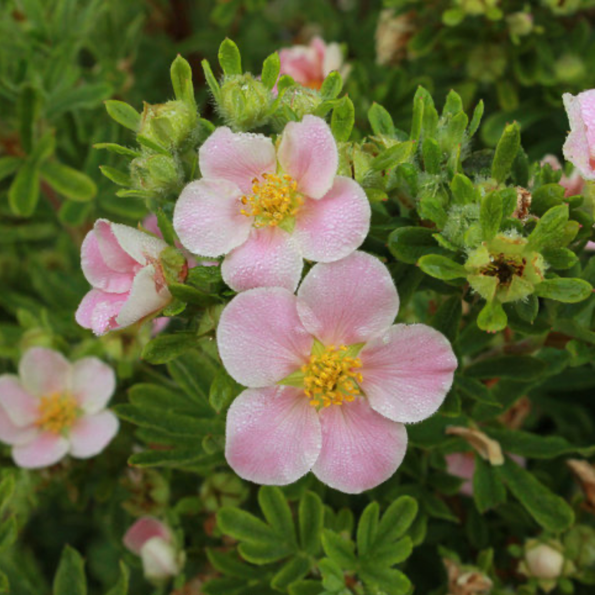 a close up of a few pale pink happy face pink paradise potentilla flowers with yellow centres growing amongst many bright green slim leaves filling the entire screen
