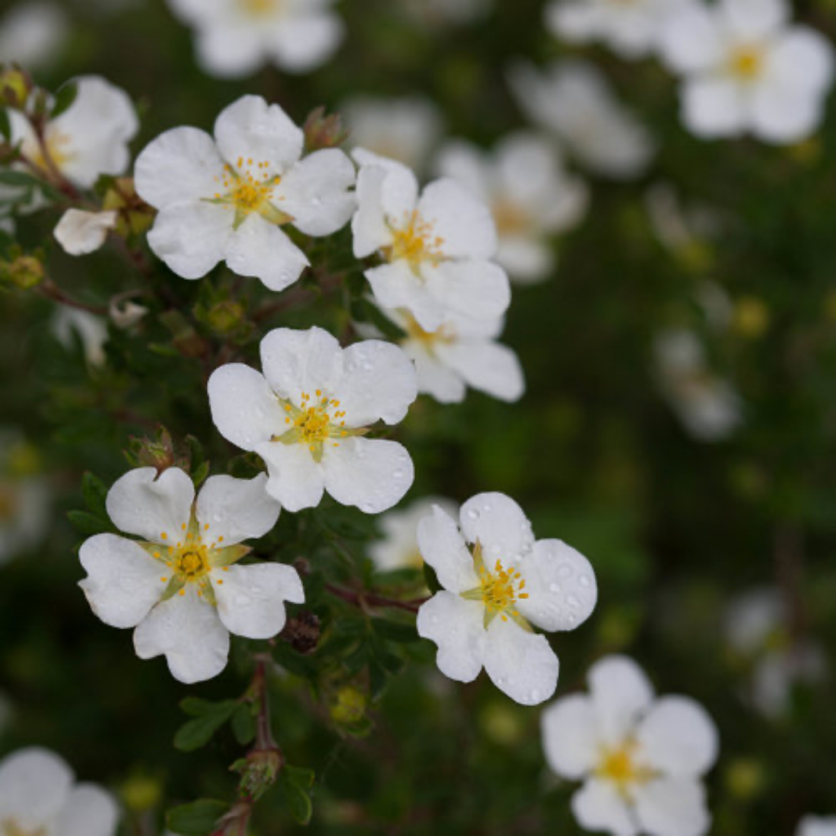 a close up of many white happy face white potentilla flowers with bright yellow centres growing on a leafy stem with a soft blurred background
