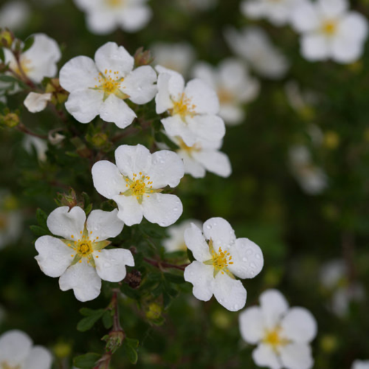 a close up of many white happy face white potentilla flowers with bright yellow centres growing on a leafy stem with a soft blurred background