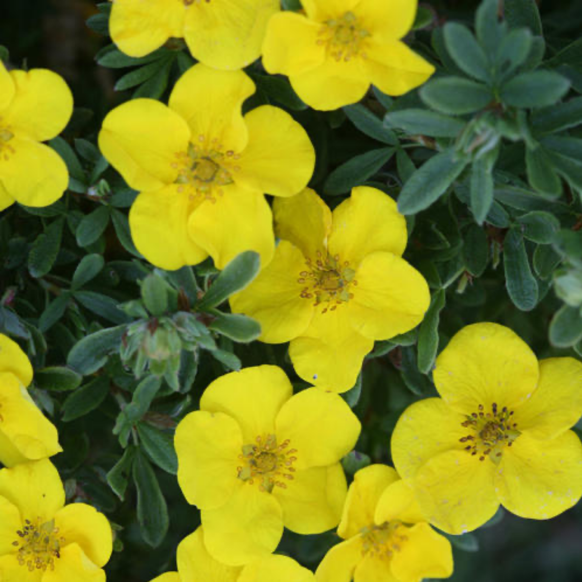 a close up of many bright yellow happy face yellow potentilla flowers with darker centres surrounded by many dark green slim leaves covering the entire screen