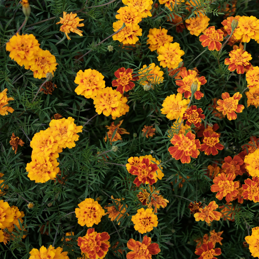 A dense patch of happy mix marigold flowers in yellow, orange, and red-orange tones with dark green foliage filling the frame.