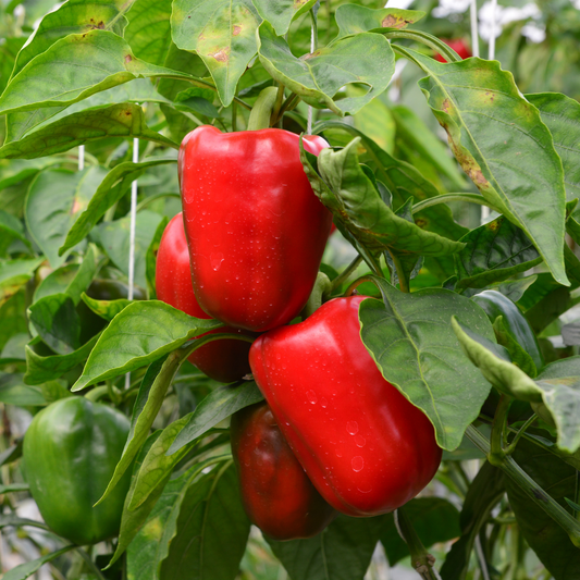 four bright red heartbeat sweet peppers growing on a pepper plant with many green leaves in an outdoor garden setting