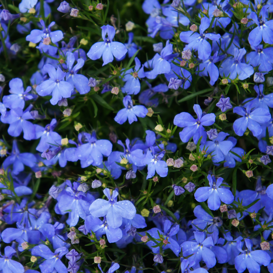 a close up of many bright blue heatopia sky blue lobelia flowers in an outdoor Arden setting