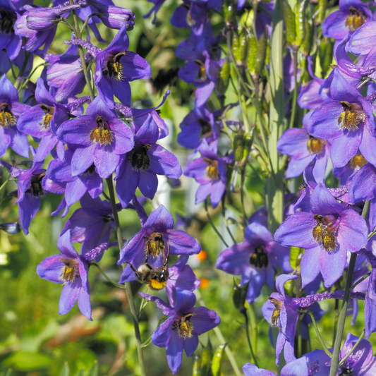 many purple heaven scent Jacobs ladder flowers growing on green stems with yellow centres