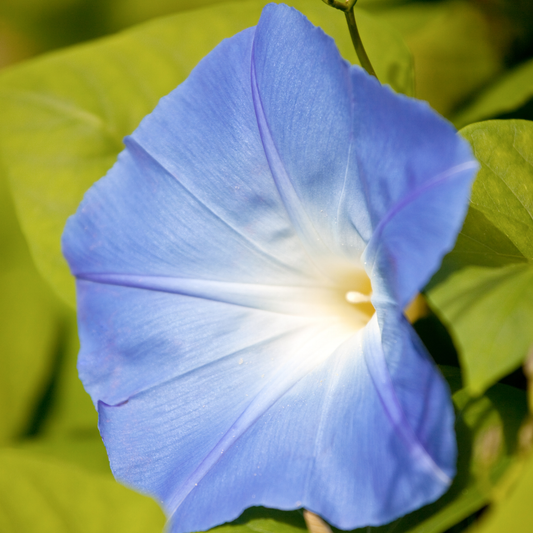 a pale blue heavenly blue morning glory flower with a white centre amongst leaves