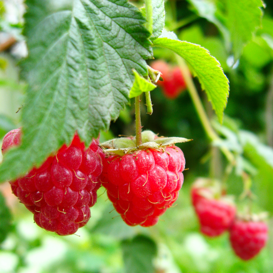 a close up of two bright red heritage raspberries growing on a green raspberry bush with a blurry background of more raspberries and greenery