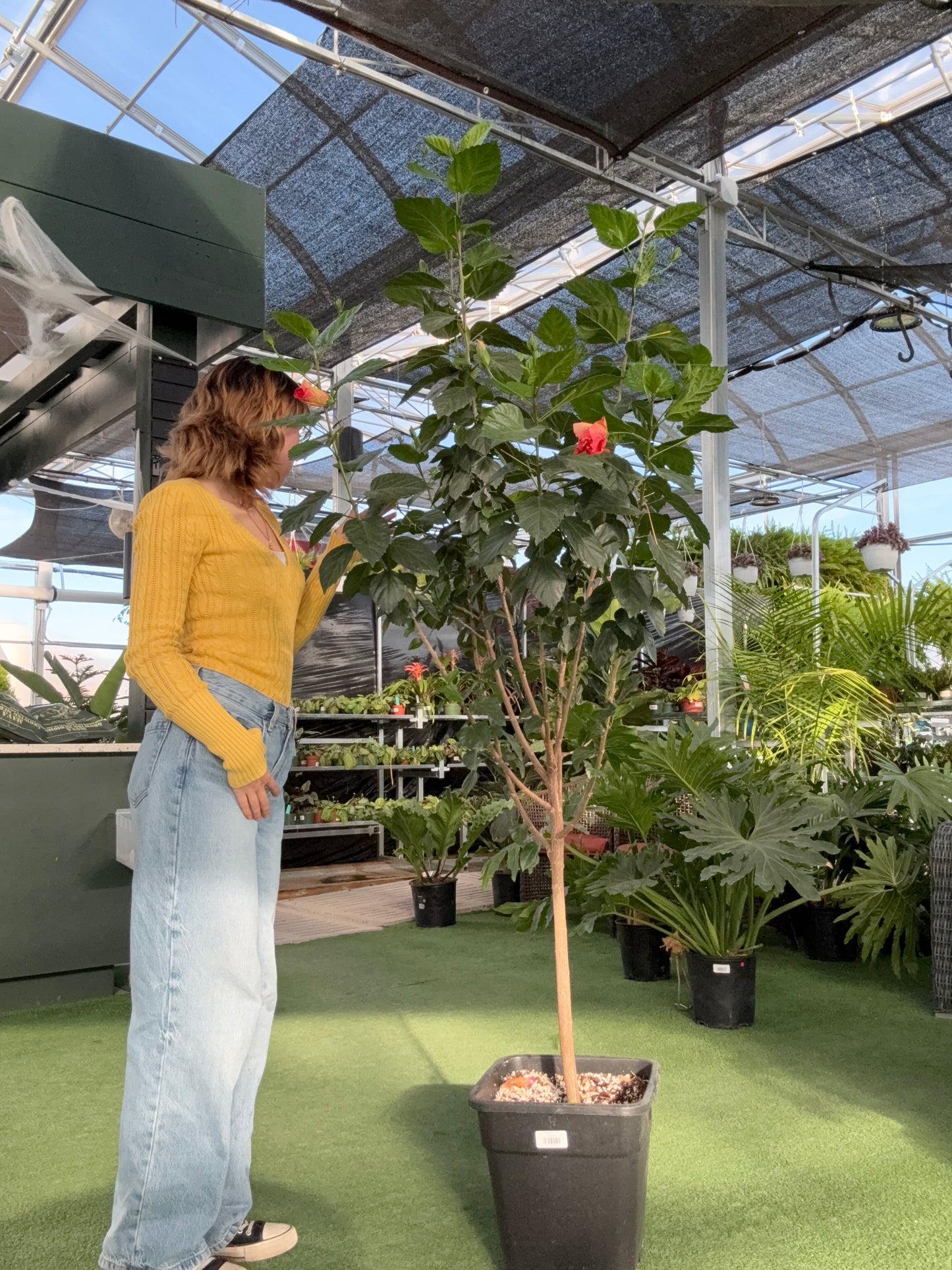 person standing looking at a potted Hibiscus Std plant in a greenhouse setting